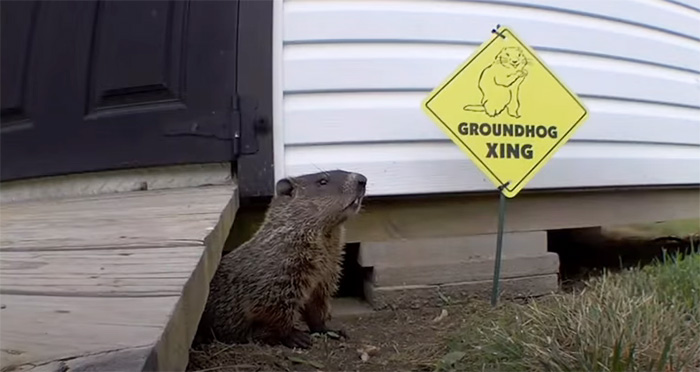 man builds garden for groundhogs