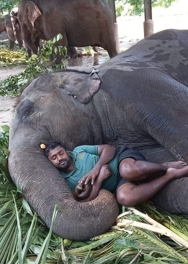 acqtd-elephant-and-caretaker.jpg