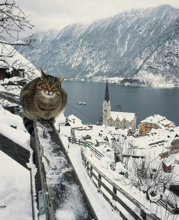 cat beautiful scenery 