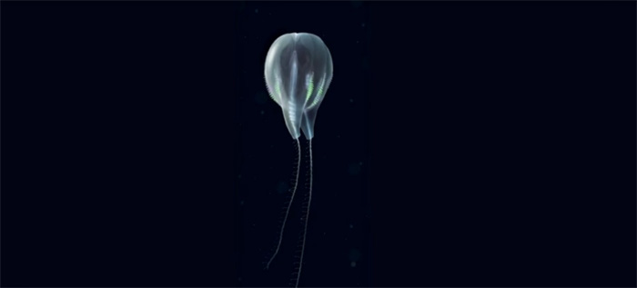 ctenophore discovered in ocean new species