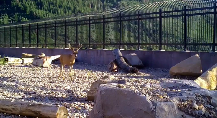 Utah wildlife overpass video