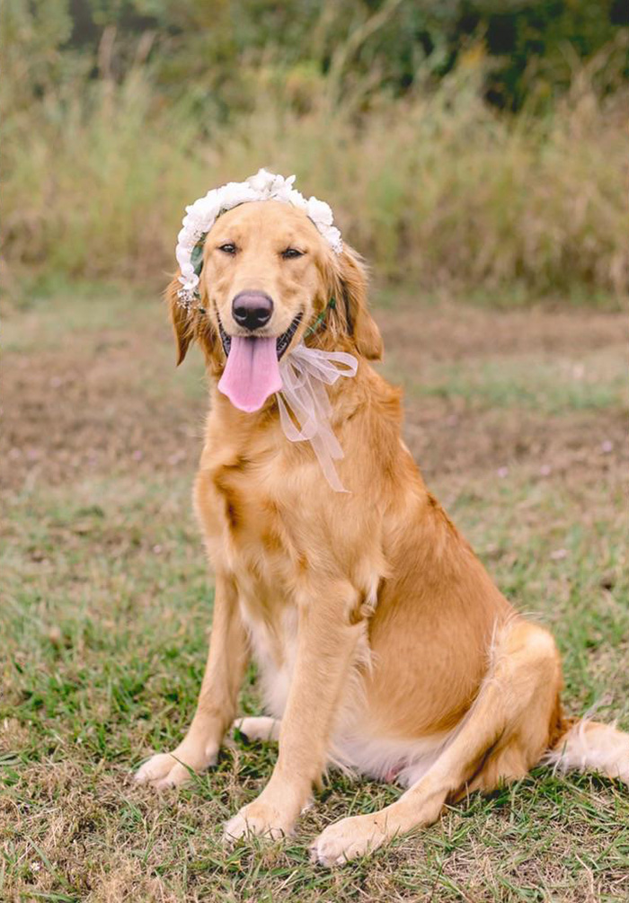 maternity shoot for foster dog