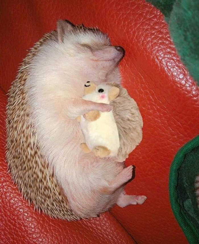 hedgehog linkimal