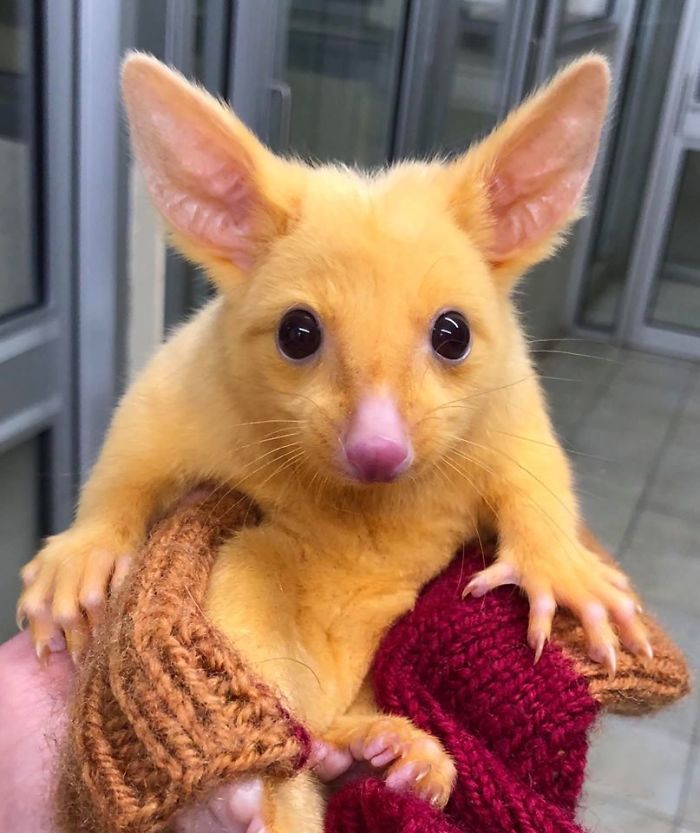 golden possum pikachu