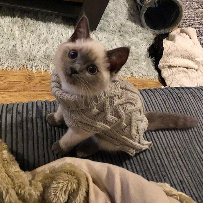 Just a kitten wearing a cardigan