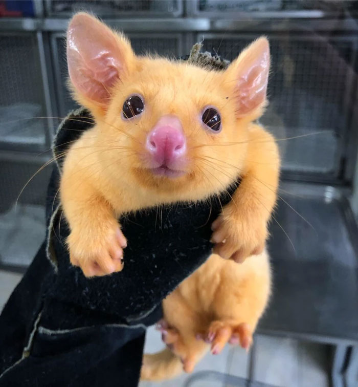 golden possum pikachu