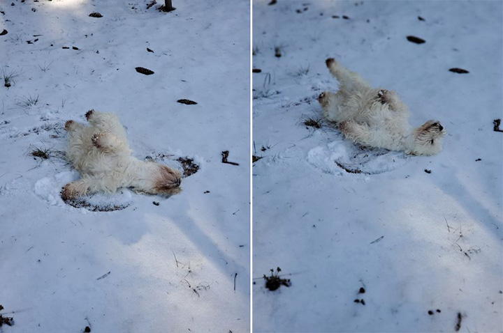 town honors dog last wish to play in snow