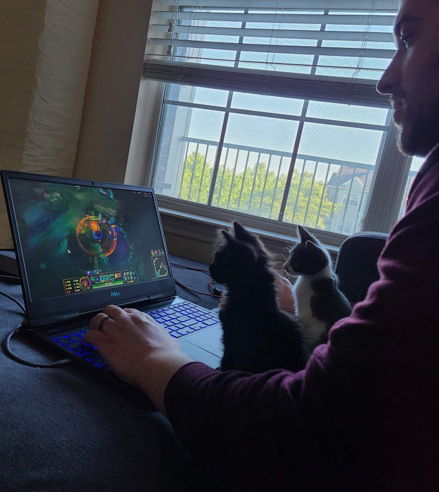 o5m1x-kittens-watch-dad-game.jpg