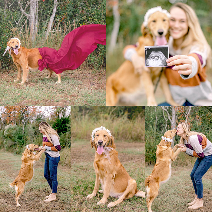 maternity shoot for foster dog