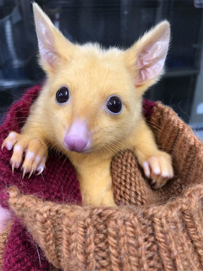 golden possum pikachu