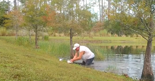 man saves puppy from alligator