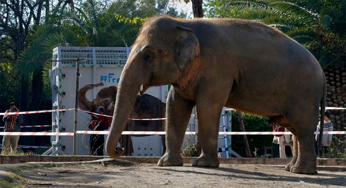 cher helps elephant