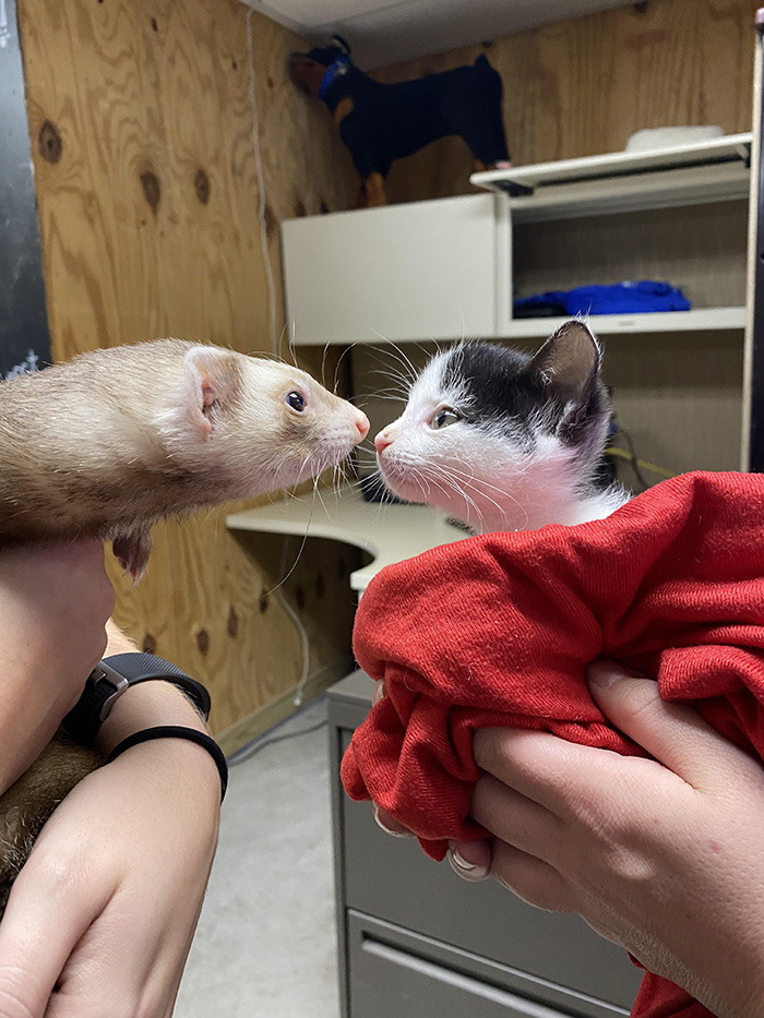 ferret and cat friends