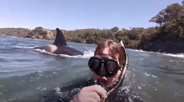 'Most Amazing Experience Of My Life!': Curious Orcas Swim With Snorkelers