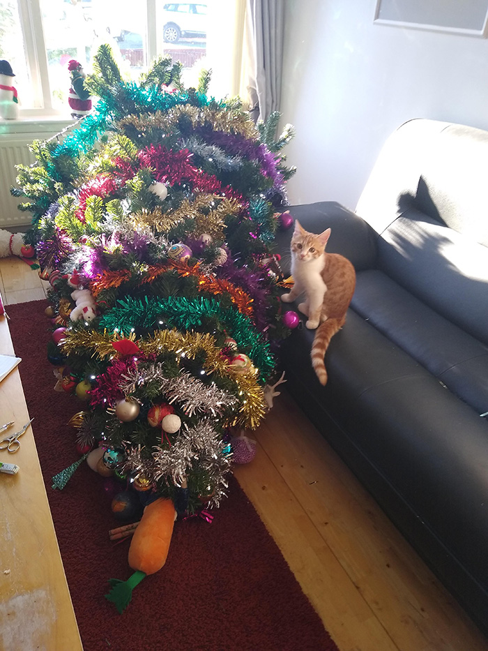 cat first christmas