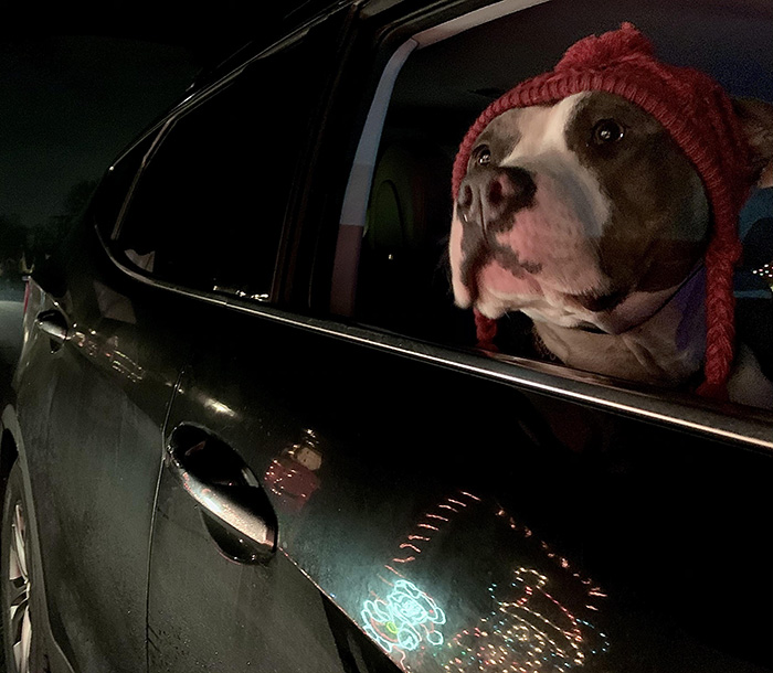 Taking the dog to see Christmas lights