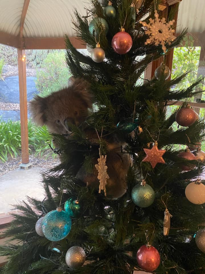 koala in Christmas tree