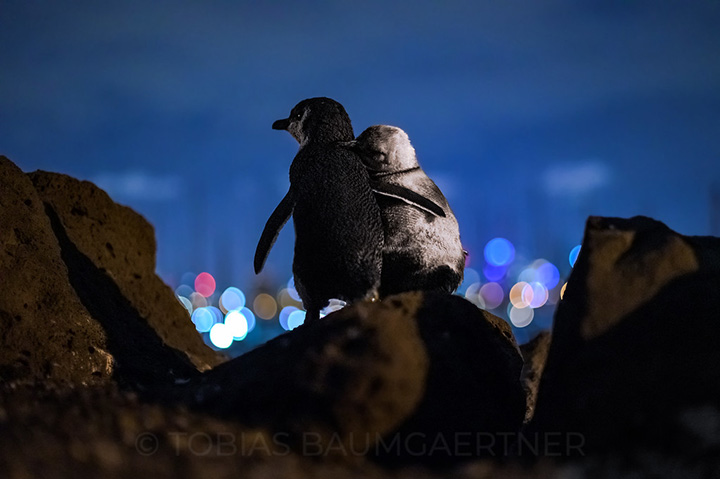 penguins hugging