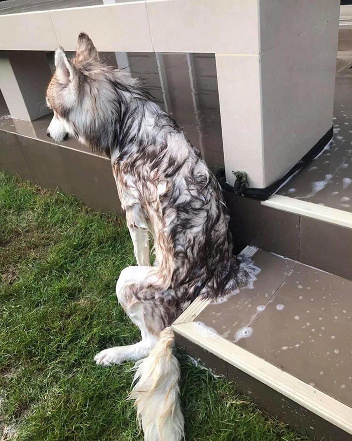 dog hates baths