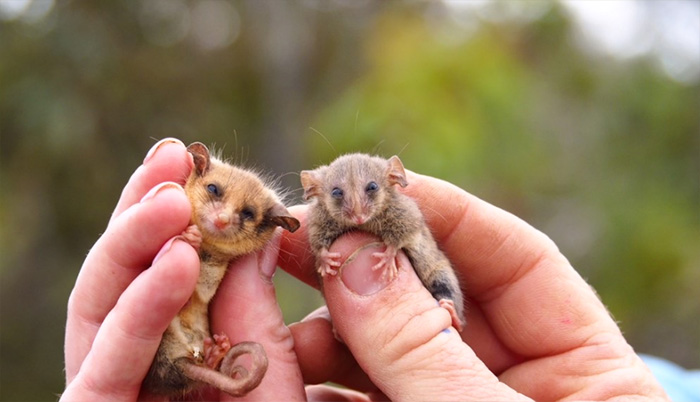 pygmy possum