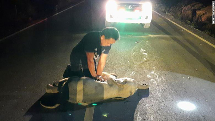 man gives baby elephant CPR