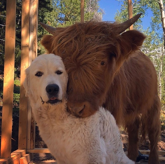 cow and dog