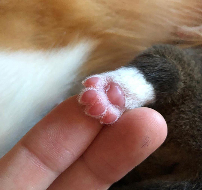newborn corgi paw