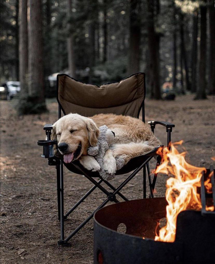 Camping with your dog