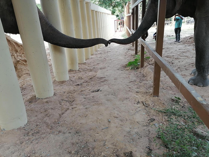 kaavan makes first friend