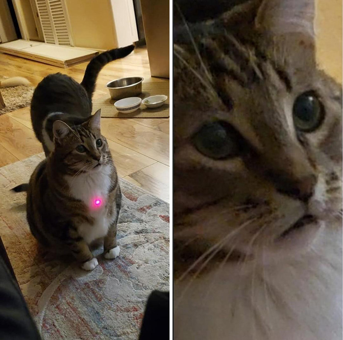 red dot cat toy