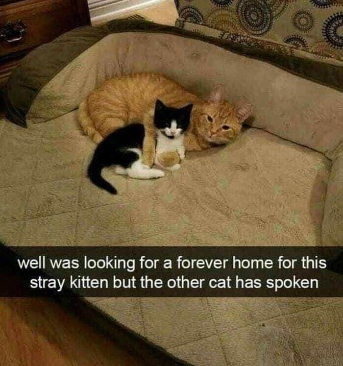 nwlrg-kitten-forever-home.jpg