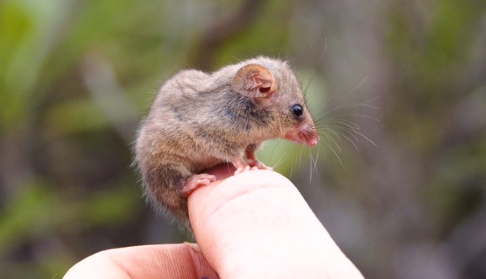 pygmy possum