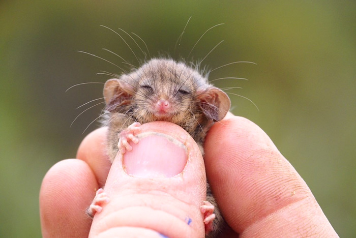 pygmy possum