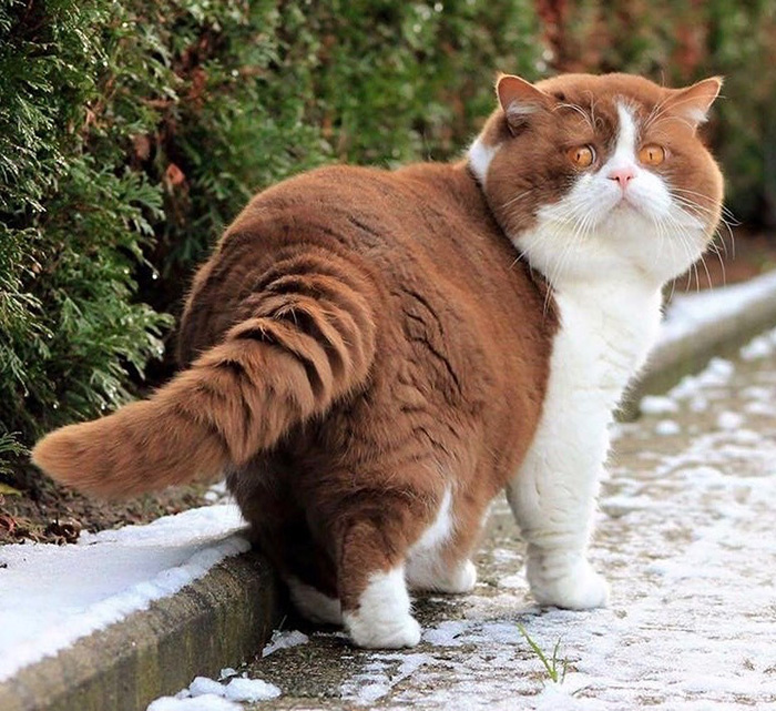 th1zh-chonky-cat.jpg