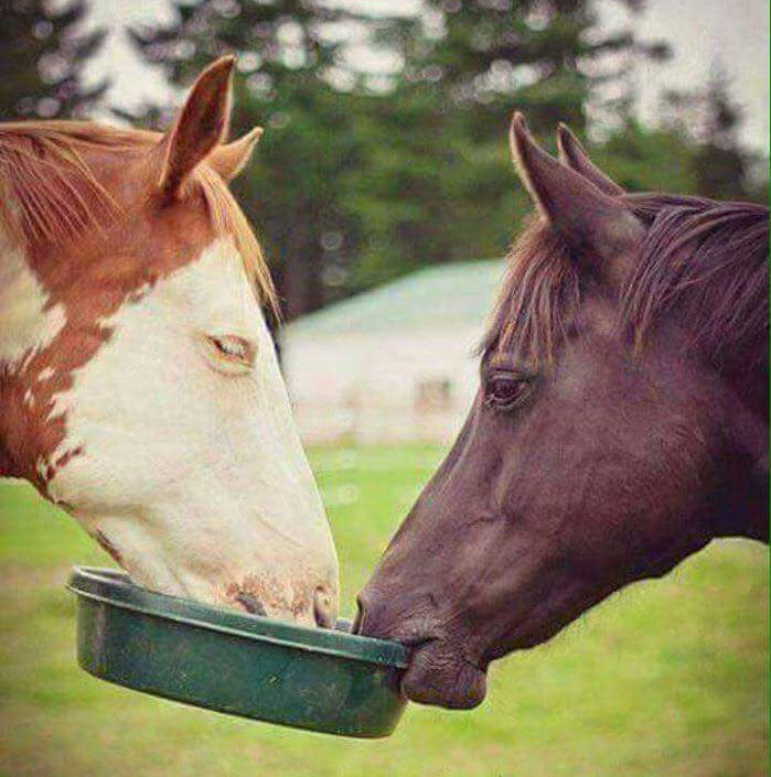 horse helps blind horse eat