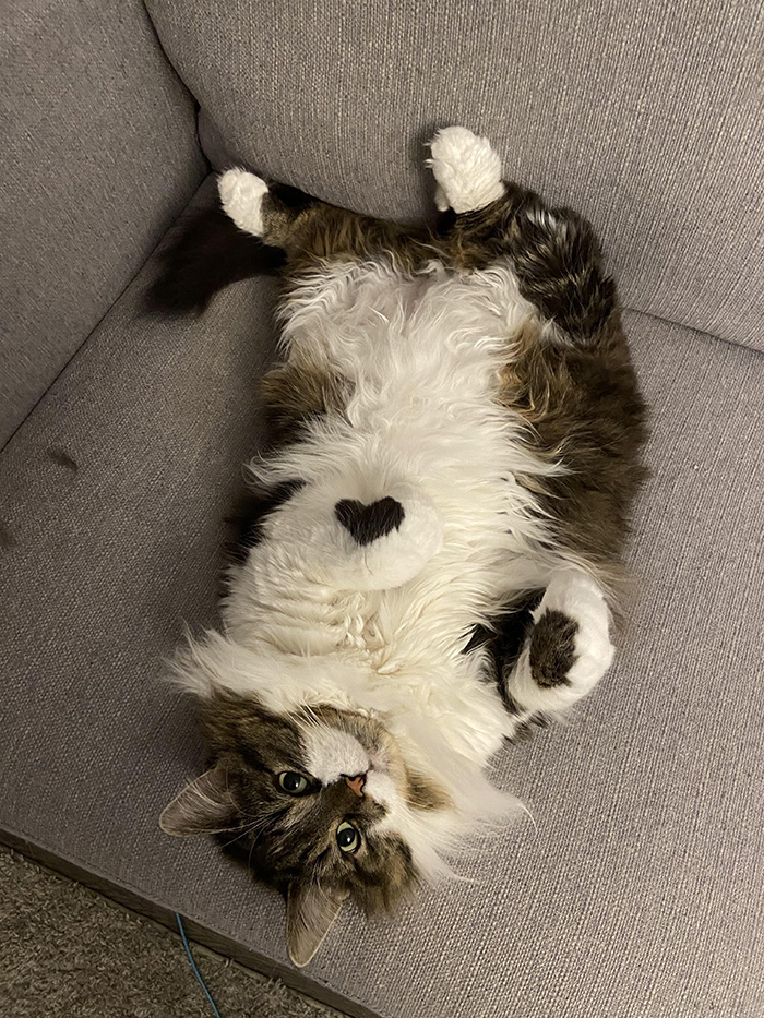 w60v8-cat-heart-on-her-sleeve.jpg