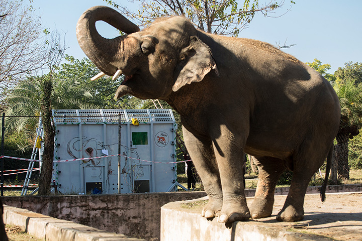 kaavan elephant update