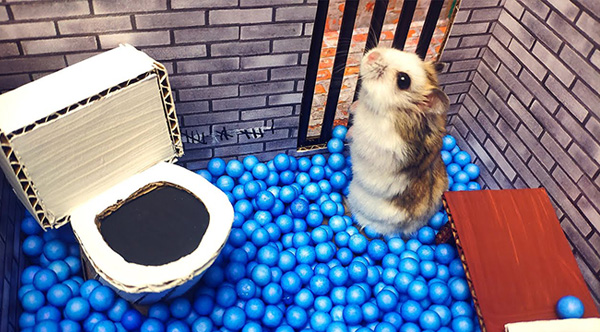 Clever Hamster Overcomes All Obstacles And Breaks Out Of Prison