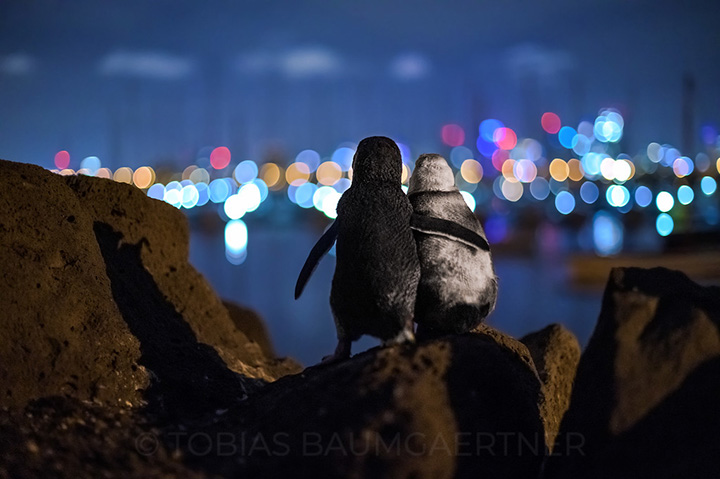 penguins hugging