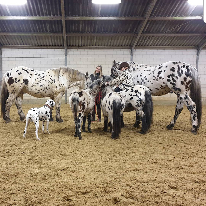 spotted horse pony and dog