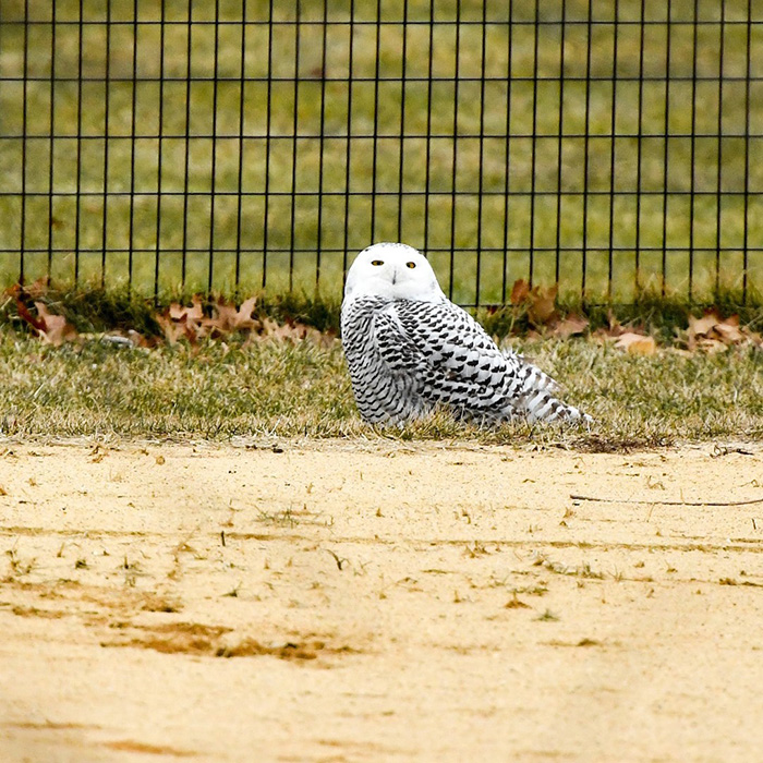 A Snowy Owl Is Spotted In Central Park For The First Time In 130 Years