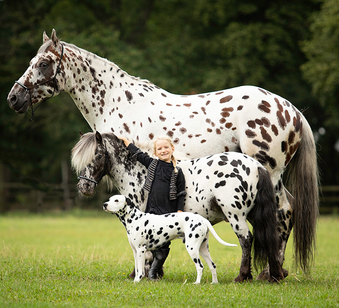 spotted horse pony and dog