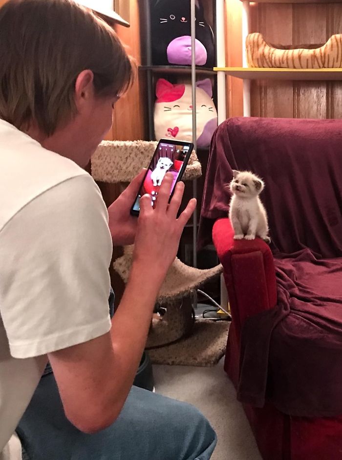 kitten smiling for the camera on chair