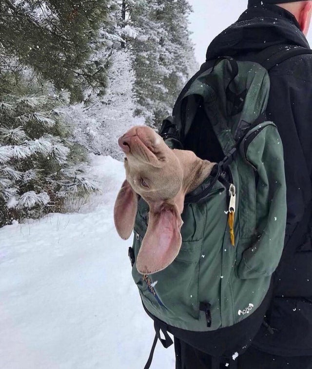dog enjoys snow day