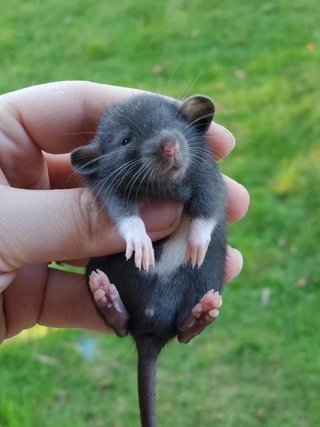 This baby rat