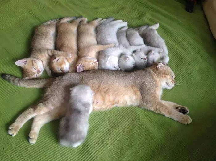 8r3kt-kitty-family.jpg