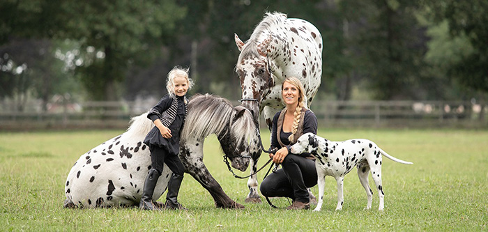 spotted horse pony and dog