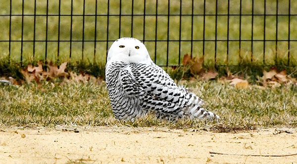 A Snowy Owl Is Spotted In Central Park For The First Time In 130 Years