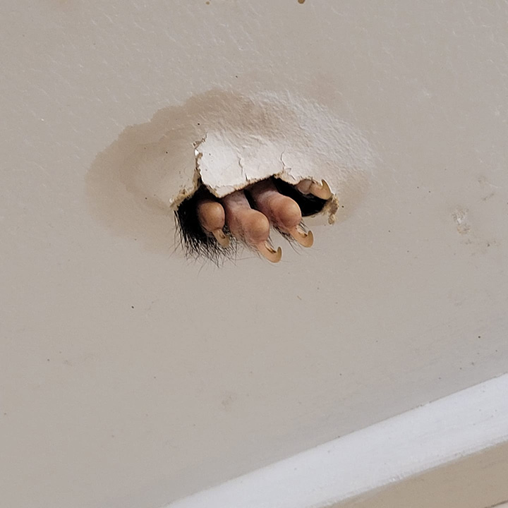 claw coming through ceiling