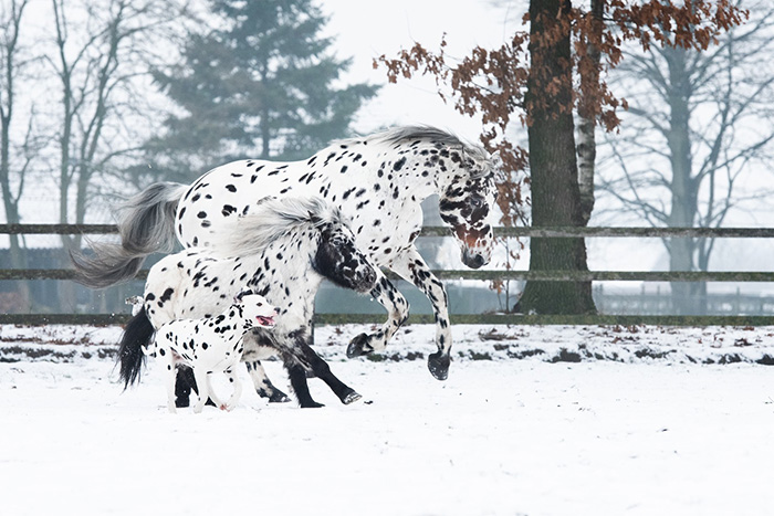 spotted horse pony and dog